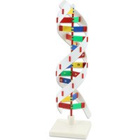 Betzold Schematisches DNS Modell