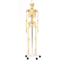 Betzold Menschliches Skelett in Lebensgröße