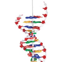 Betzold DNS Modell