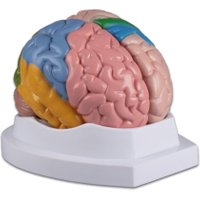 Erler Zimmer Menschliches Gehirn