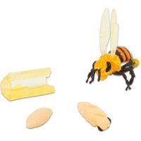 Insect Lore Lebenszyklus Honigbiene