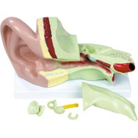 Conen Modell Menschliches Ohr