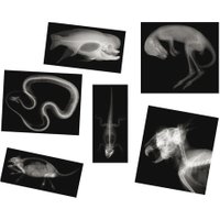 Roylco 13 Tier-Röntgenaufnahmen