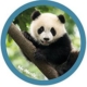 McNeill McAddys Dschungel Panda kaufen | McNeill Schulranzen & Zubehör