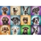 Funny Dog Portraits 1000 Teile Puzzle Trefl