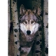 Grauer Wolf 1000 Teile Puzzle  Eurographics