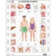 Rahmenpuzzle - Il Nostro Corpo (auf Italienisch) 35 Teile Puzzle Larsen