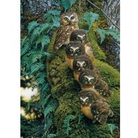 Family Tree 1000 Teile Puzzle  Cobble Hill
