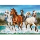 Anruf der Natur 2000 Teile Puzzle Castorland