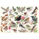 Vögel In Meinem Garten 1000 Teile Puzzle  HOP - House of Puzzles