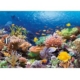 Korallenriff 1000 Teile Puzzle  Castorland