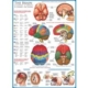 Das menschliche Gehirn 1000 Teile Puzzle  Eurographics