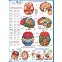 Das menschliche Gehirn 1000 Teile Puzzle  Eurographics