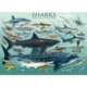 Haie 1000 Teile Puzzle  Eurographics
