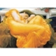 Frederick Lord Leighton: Flaming June 1000 Teile Puzzle Eurographics
