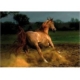 Galoppierendes Pferd 1000 Teile Puzzle  DToys