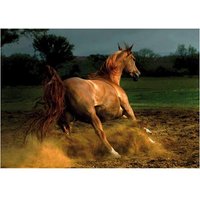 Galoppierendes Pferd 1000 Teile Puzzle  DToys