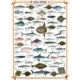 Die Fische 1000 Teile Puzzle Eurographics
