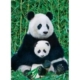 Panda-Familie 1000 Teile Puzzle  Eurographics