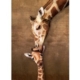 Mutter- und Babygiraffe 1000 Teile Puzzle Eurographics