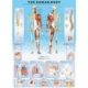 Der menschliche Körper 1000 Teile Puzzle  Eurographics