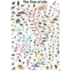 Die Evolution - Der Baum des Lebens 1000 Teile Puzzle  Eurographics
