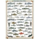 Süßwasserfische 1000 Teile Puzzle Eurographics