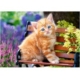 Rotes Kätzchen 500 Teile Puzzle Castorland