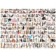 Katzenwelt 1000 Teile Puzzle  Eurographics