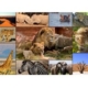 Collage - Wildlife 2000 Teile Puzzle  Grafika