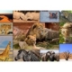 Collage - Wildlife 1000 Teile Puzzle  Grafika