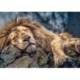 Löwe 1000 Teile Puzzle  Trefl