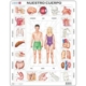 Rahmenpuzzle - Nuestro Cuerpo (auf Spanisch) 35 Teile Puzzle  Larsen