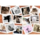 Katzen 2000 Teile Puzzle  Grafika