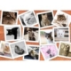 Katzen 1500 Teile Puzzle  Grafika
