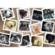 Hunde 2000 Teile Puzzle Grafika