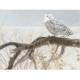 XXL Teile - Fallen Willow Snowy Owl 500 Teile Puzzle  Cobble Hill