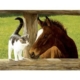 XXL Teile - Whiskery Hello 500 Teile Puzzle SunsOut