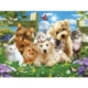 XXL Teile - Pups n Kittens 300 Teile Puzzle SunsOut