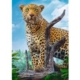 Leopard 500 Teile Puzzle  Trefl